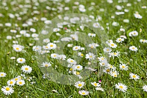 Beautiful blooming daisy field. Spring Easter flowers. Daisy flower background. Summer camomile meadow in the garden