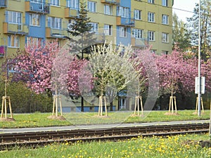 Beautiful blooming damson and sakura cherry trees along an avenue in Ostrava