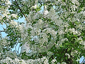 Beautiful blooming of decorative Apple tree. Many types of Apple trees are grown as ornamental plants in gardens and parks.