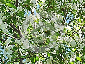 Beautiful blooming of decorative Apple tree. Many types of Apple trees are grown as ornamental plants in gardens and parks.