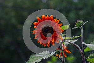 Beautiful blooming decorative sunflower