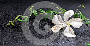 Beautiful blooming delicate white hibiscus, green twig with tend