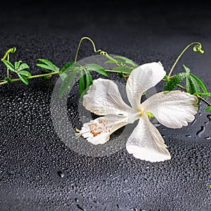 Beautiful blooming delicate white hibiscus, green twig with tend