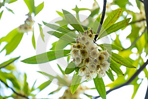 A beautiful blooming Elaeocarpus Sylvestris or Elaeocarpus decipiens