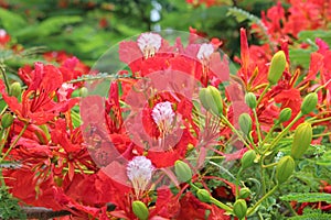 A beautiful blooming flamboyant in Brisbane