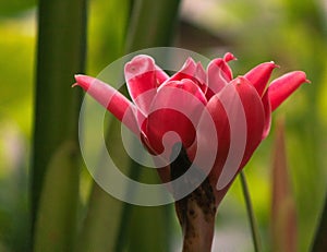 sidhartha flower at garden galle sri lanka