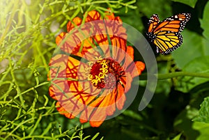 Beautiful blooming flower. Spring-summer garden and flying butterfly on blurred sunny shiny glowing background, fairy tale nature