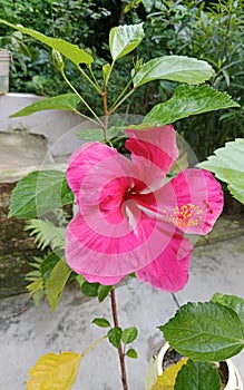 Beautiful blooming flower on tree.