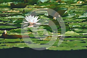 Beautiful blooming flower - white water lily on a pond. (Nymphaea alba) Natural colored blurred background.