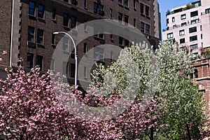 Beautiful Blooming Flowering Trees along Park Avenue on the Upper East Side of New York City with Skyscrapers during Spring