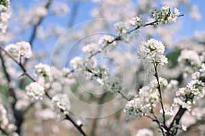 Beautiful blooming flowers of apple tree photo