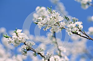 Beautiful blooming flowers of apple tree photo