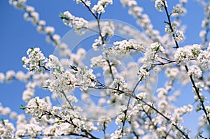 Beautiful blooming flowers of apple tree photo