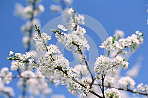 Beautiful blooming flowers of apple tree photo