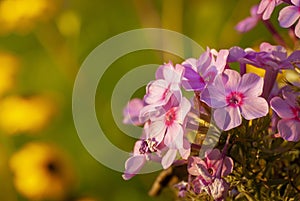 Beautiful blooming flowers on blurred sunny shiny glowing background, fairy tale nature. Spring-summer garden