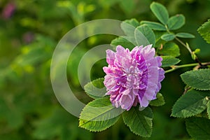 Beautiful blooming flowers in the gardern