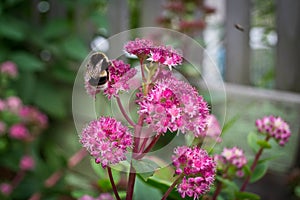 Beautiful blooming flowers in the gardern with a humble-bee