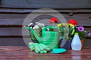 Beautiful blooming flowers, gloves and gardening tools on wooden table outdoors, space for text
