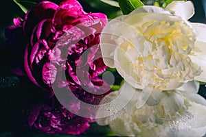 Beautiful blooming flowers of pink and white peony, on a mirror background, in warm colors