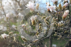 Beautiful blooming flowers in soft light