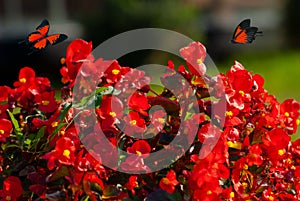 Beautiful blooming flowers. Spring-summer garden and flying butterflies on blurred sunny shiny glowing background, fairy tale
