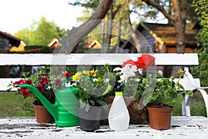 Beautiful blooming flowers, watering can and spray bottle on white wooden bench outdoors