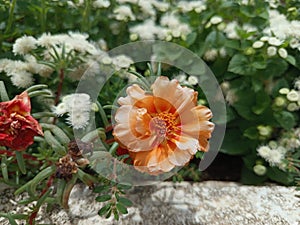 beautiful blooming flowwer in the home yard