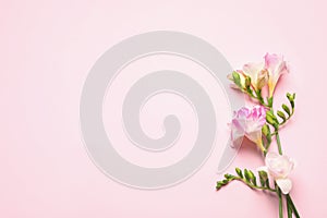 Beautiful blooming freesias on pink background. Space for text