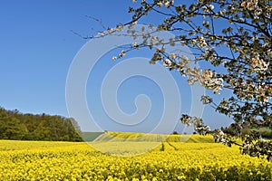 Beautiful blooming fruit tree branch. Yellow flowering fields, ground road and beautiful valley, nature spring landscape. (Brassi