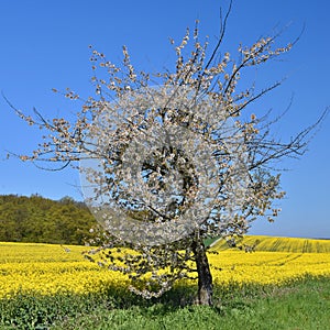 Beautiful blooming fruit tree branch. Yellow flowering fields, ground road and beautiful valley, nature spring landscape. (Brassi