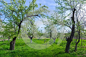 Beautiful blooming of fruit trees over blue sky in colorful vivi