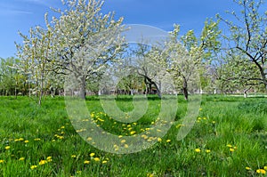 Beautiful blooming of fruit trees over blue sky in colorful vivi