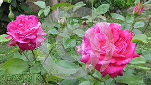 Beautiful blooming fully opened pink rose.