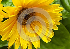 Beautiful blooming gerbera is blooming. Yellow Gerbera daisy macro with water droplets on the petals.