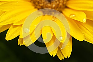 Beautiful blooming gerbera is blooming. Yellow Gerbera daisy macro with water droplets on the petals.