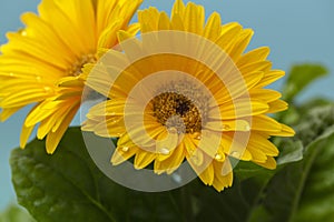 Beautiful blooming gerbera is blooming. Yellow Gerbera daisy macro with water droplets on the petals.