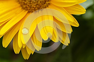 Beautiful blooming gerbera is blooming. Yellow Gerbera daisy macro with water droplets on the petals.