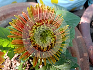 Beautiful blooming of gerbera plant in a small pot of India Uttar Pradesh Kanpur