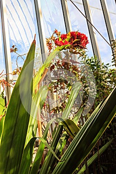 Beautiful blooming giant spear lily (Doryanthes palmeri) in greenhouse