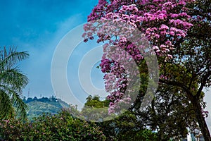 Beautiful blooming Guayacan and the iconic Hill of the Three Crosses, two symbols of the Cali city in Colombia