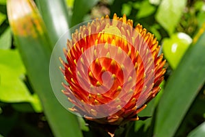 A beautiful blooming Guzmania conifera close up photo