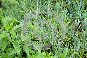 Beautiful blooming herbal garden with lavender, mint, catnip and many others. Herbal and Medicinal plants Garden