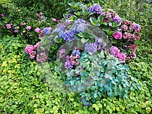 Beautiful blooming HORTENSIA HYDRANGEA MACROPHYLLA in a garden