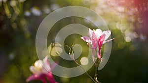 Beautiful blooming inflorescence on sunlight closeup.