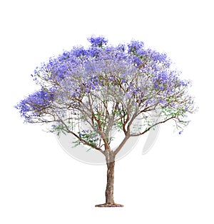 Beautiful blooming Jacaranda tree photo