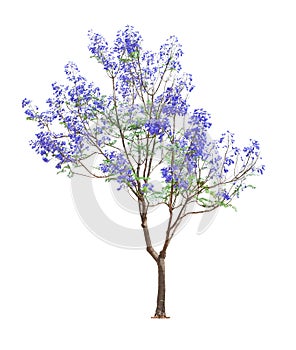 Beautiful blooming Jacaranda tree