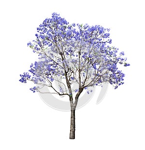 Beautiful blooming Jacaranda tree