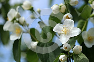 Beautiful blooming jasmine. White flower.