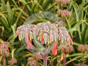 Beautiful blooming Kalanchoe daigremontiana in winter in Israel. Close-up of nature.