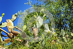 Beautiful blooming large cacti against a blue sky